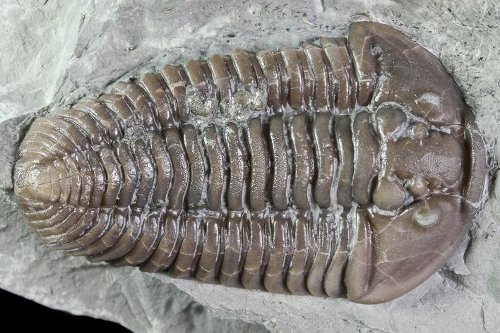 Huge, , Prone Flexicalymene Trilobite - Ohio #84589
